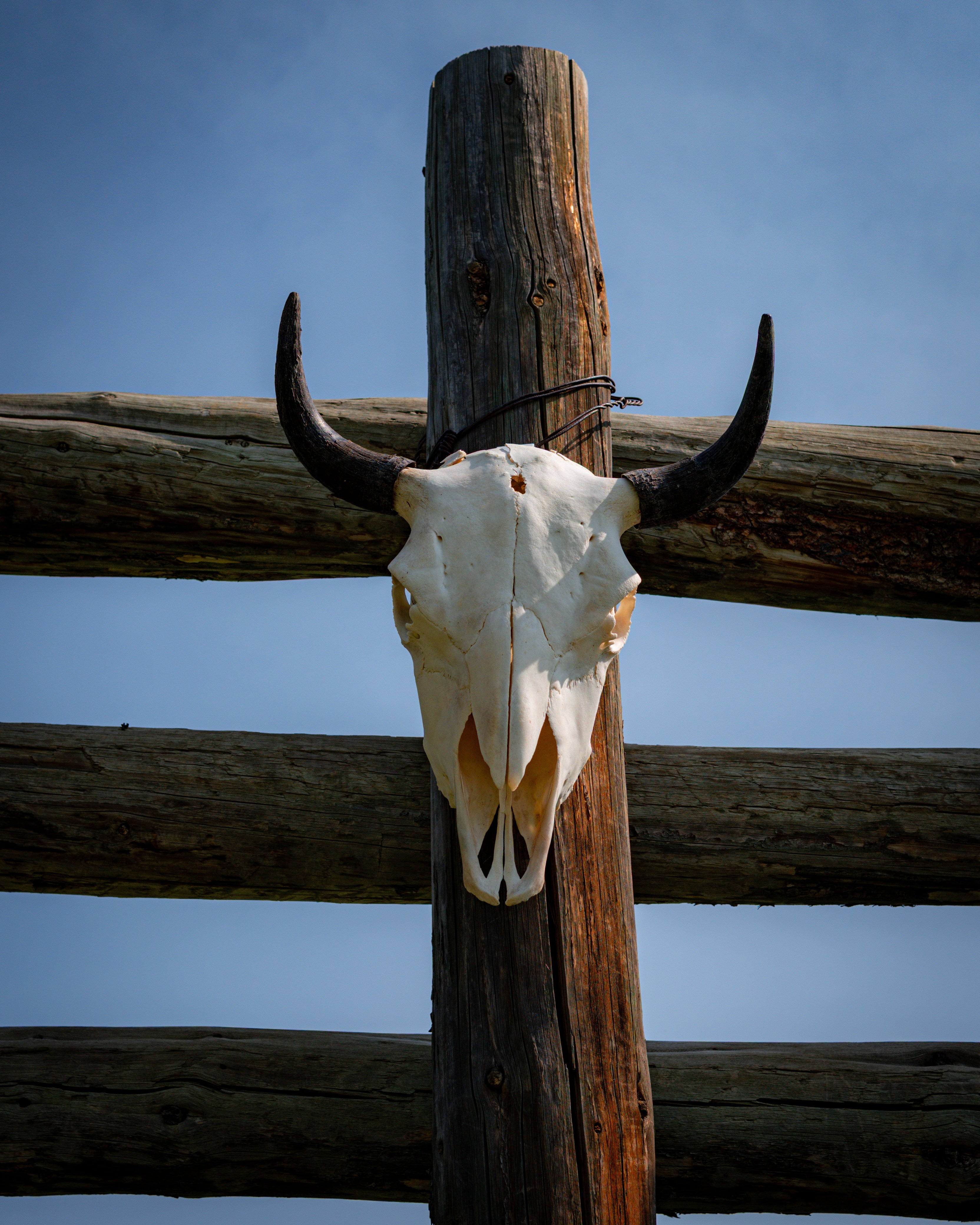 Tall Skull | Bullet Mark